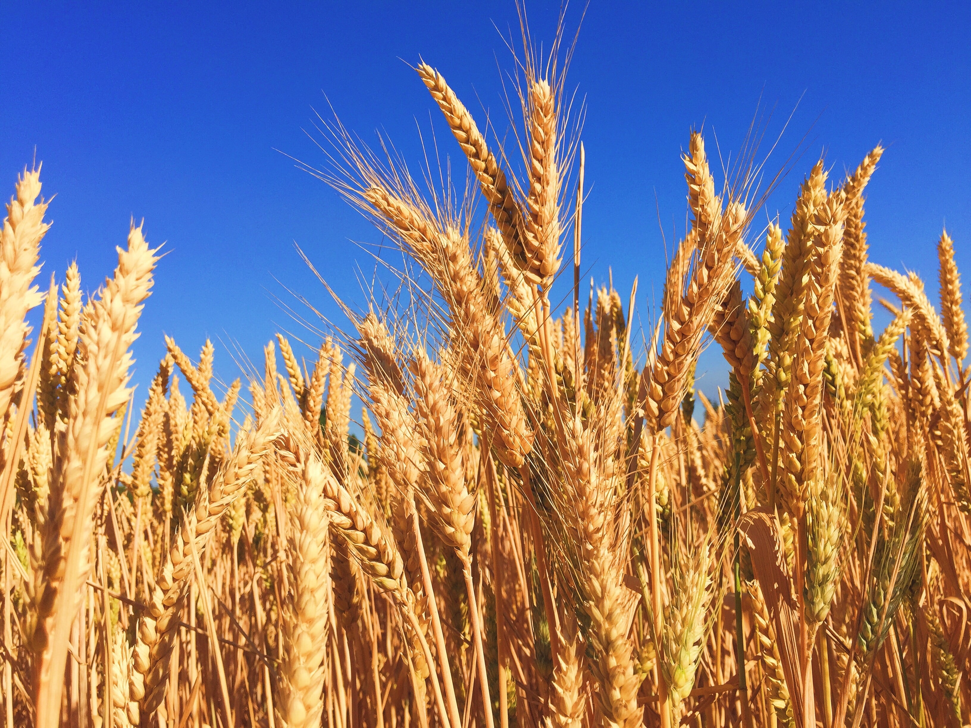 clean energy - wheat field blue sky