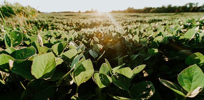 field with plants